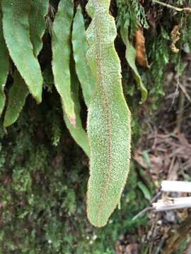 Image de Elaphoglossum paleaceum (Hook. & Grev.) Sledge