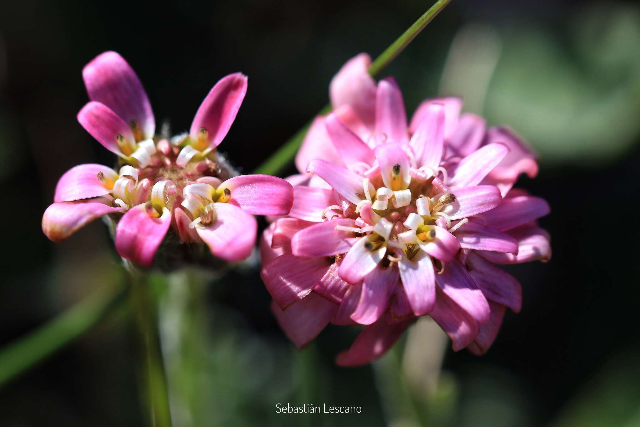 Leucheria purpurea (Vahl) Hook. & Arn. resmi