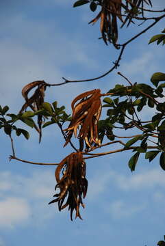 Image of Golden trumpet tree