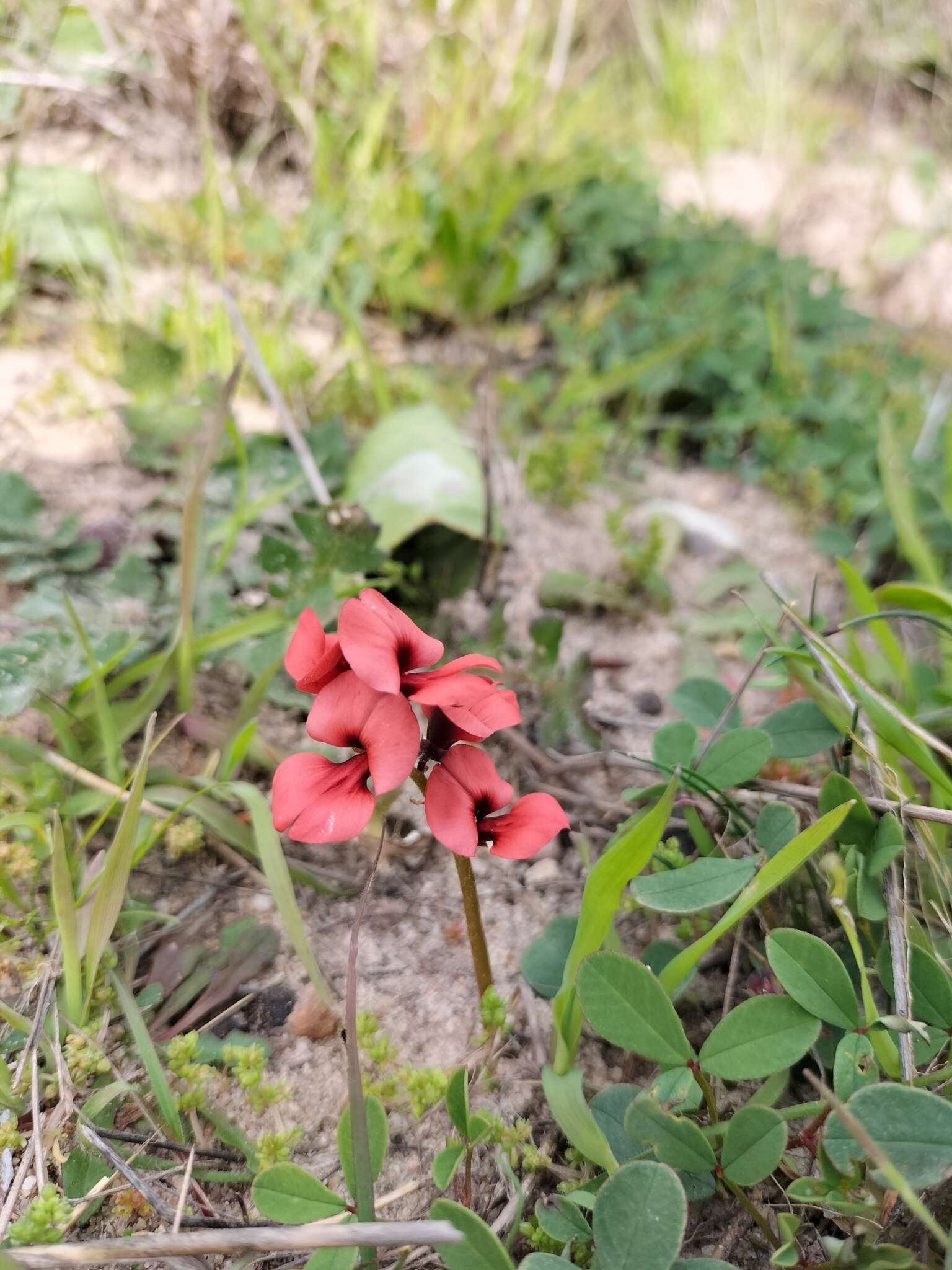 Image of Indigofera procumbens L.