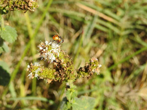 صورة Gymnosoma costatum