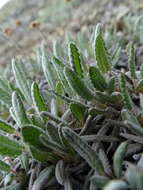 Image of Eight-Petal Mountain-Avens