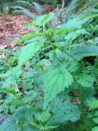 Image of Common Nettle