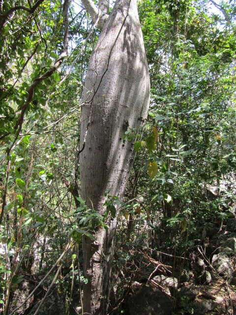 Image of Ceiba glaziovii (Kuntze) K. Schum.