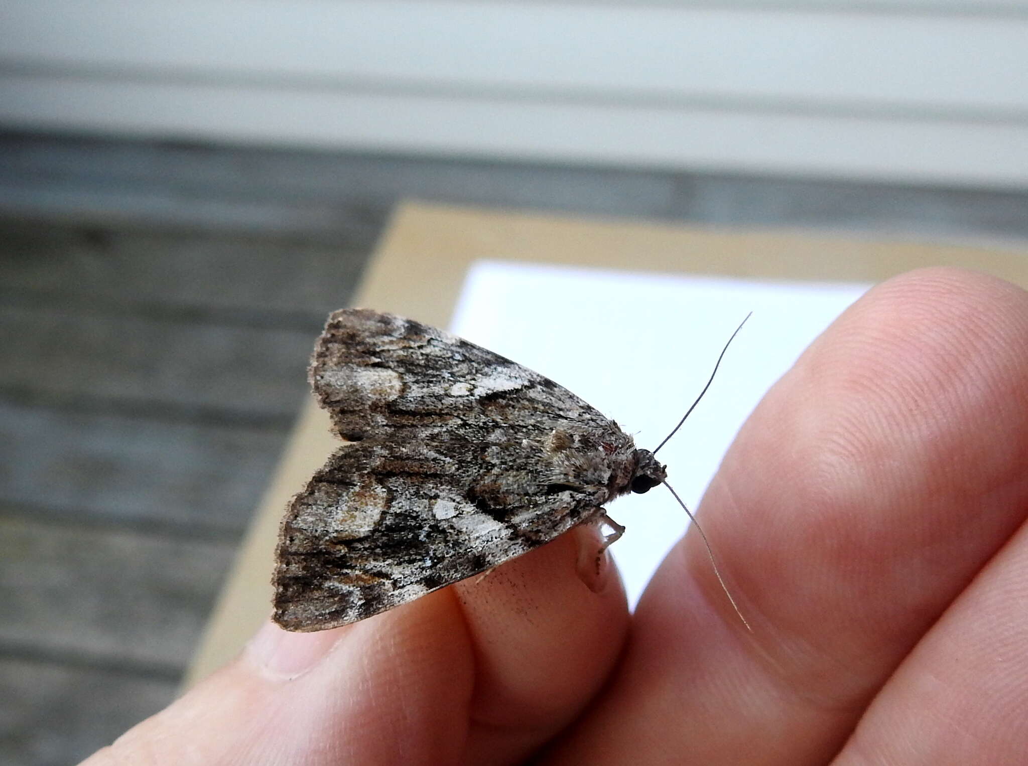 Image of Wonderful Underwing