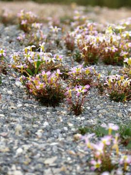 Imagem de Oxalis leptogramma Salter