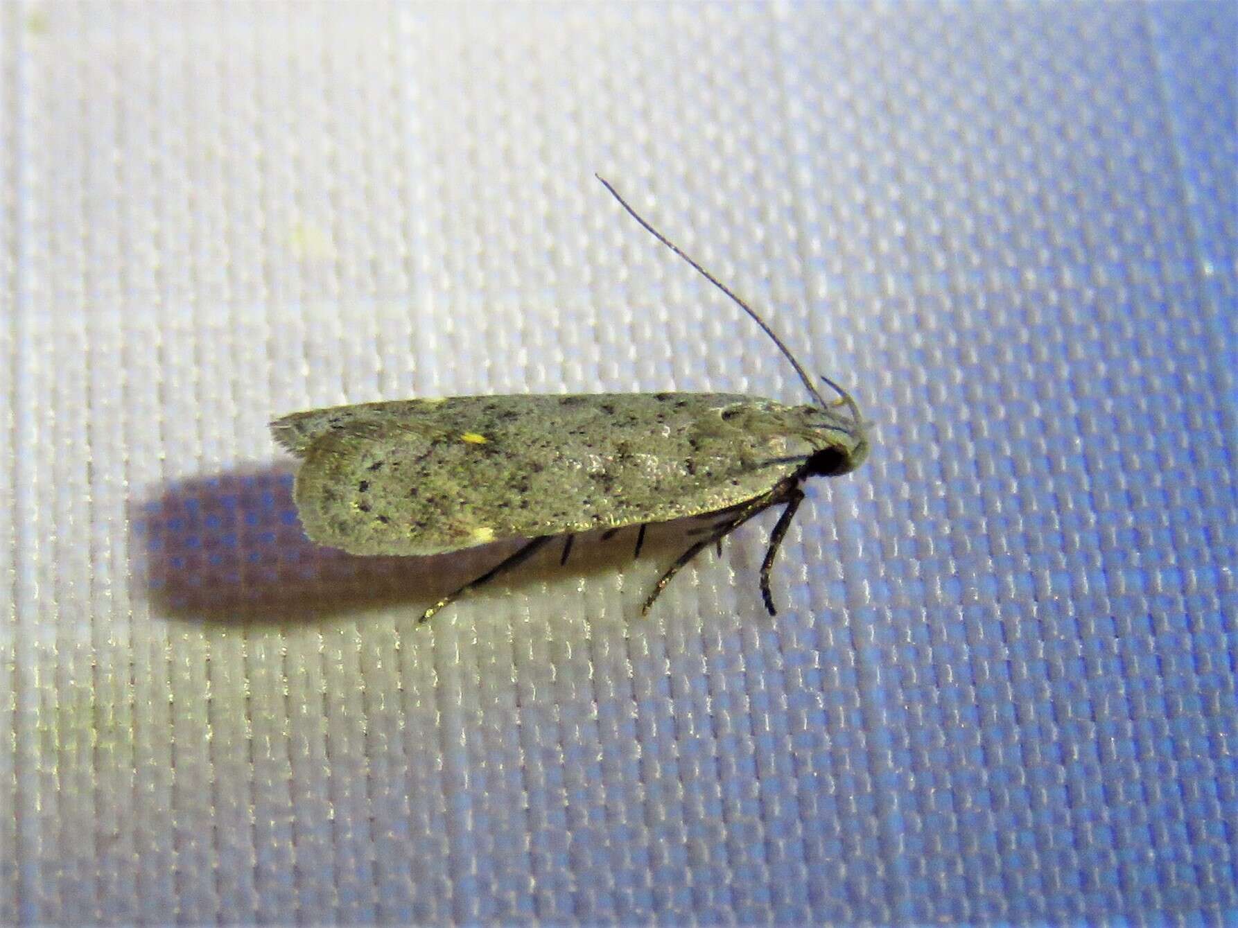Image of Anacampsis comparanda Meyrick 1929