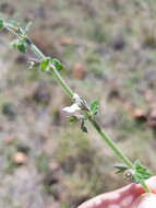 Imagem de Stachys natalensis var. natalensis