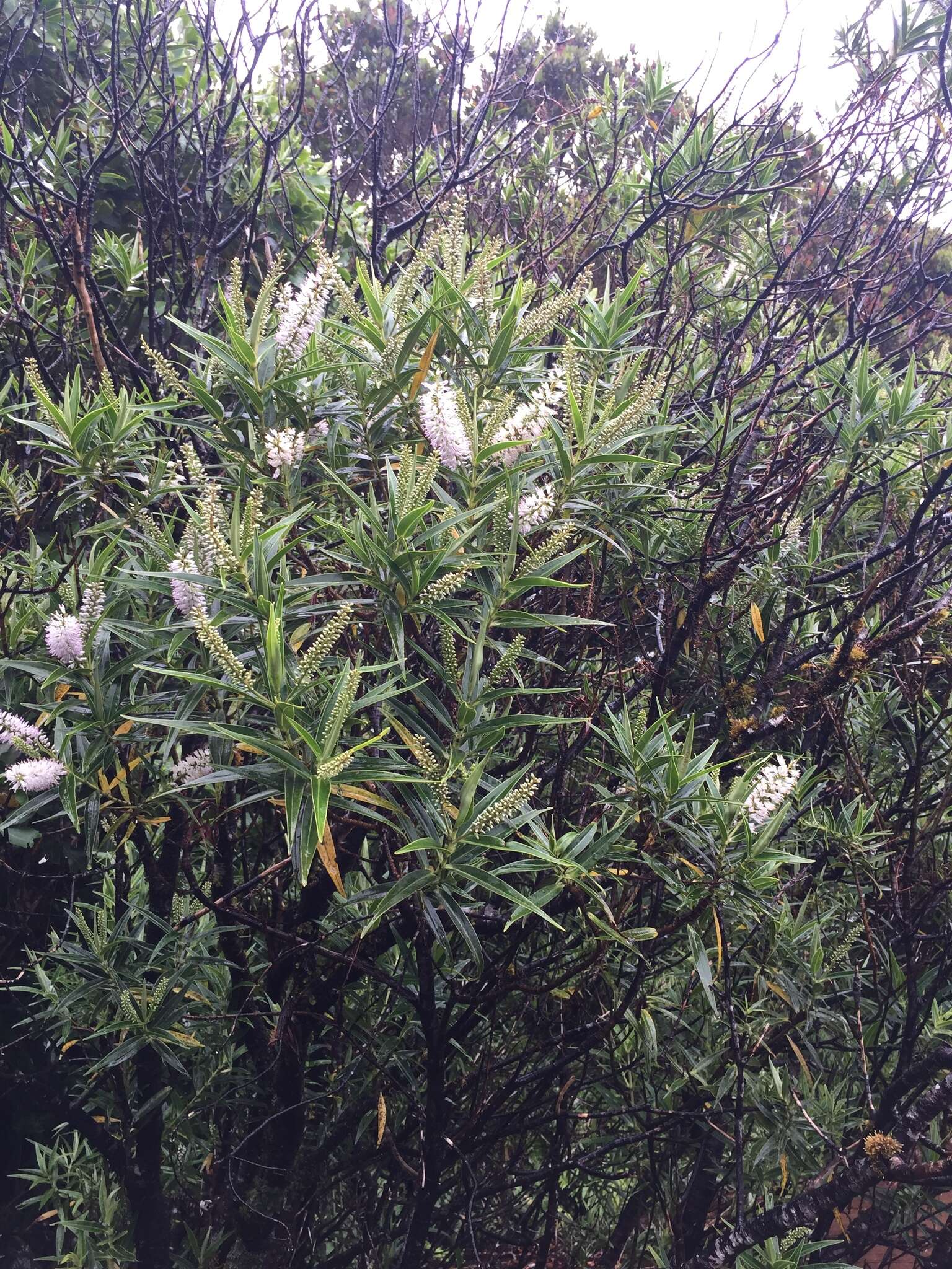 Image of Veronica stricta var. egmontiana (L. B. Moore) Garn.-Jones