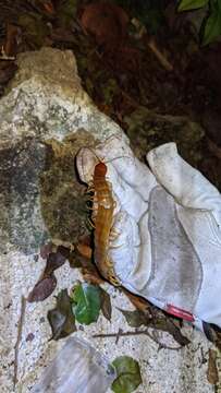 Image of Florida Keys Centipede