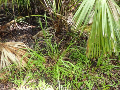 Image of Red-Top Cut-Throat Grass