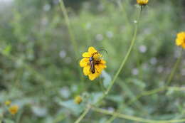 Image of Lophalia cyanicollis (Dupont 1838)