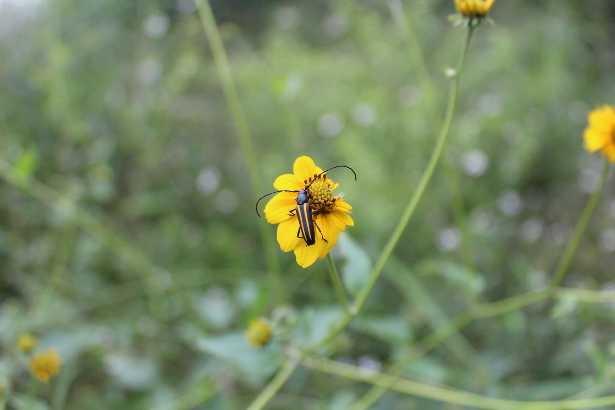 Image of Lophalia cyanicollis (Dupont 1838)