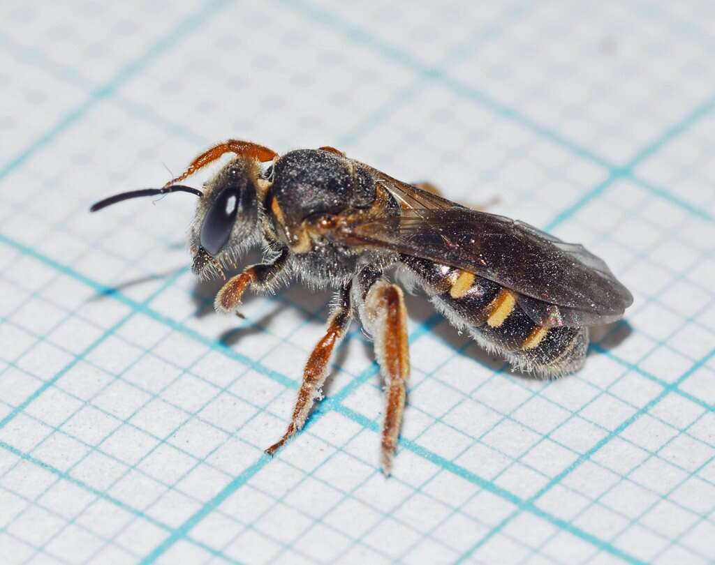 Lasioglossum bicingulatum (Smith 1853)的圖片