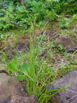 Image of Grassy-Slope Arctic Sedge