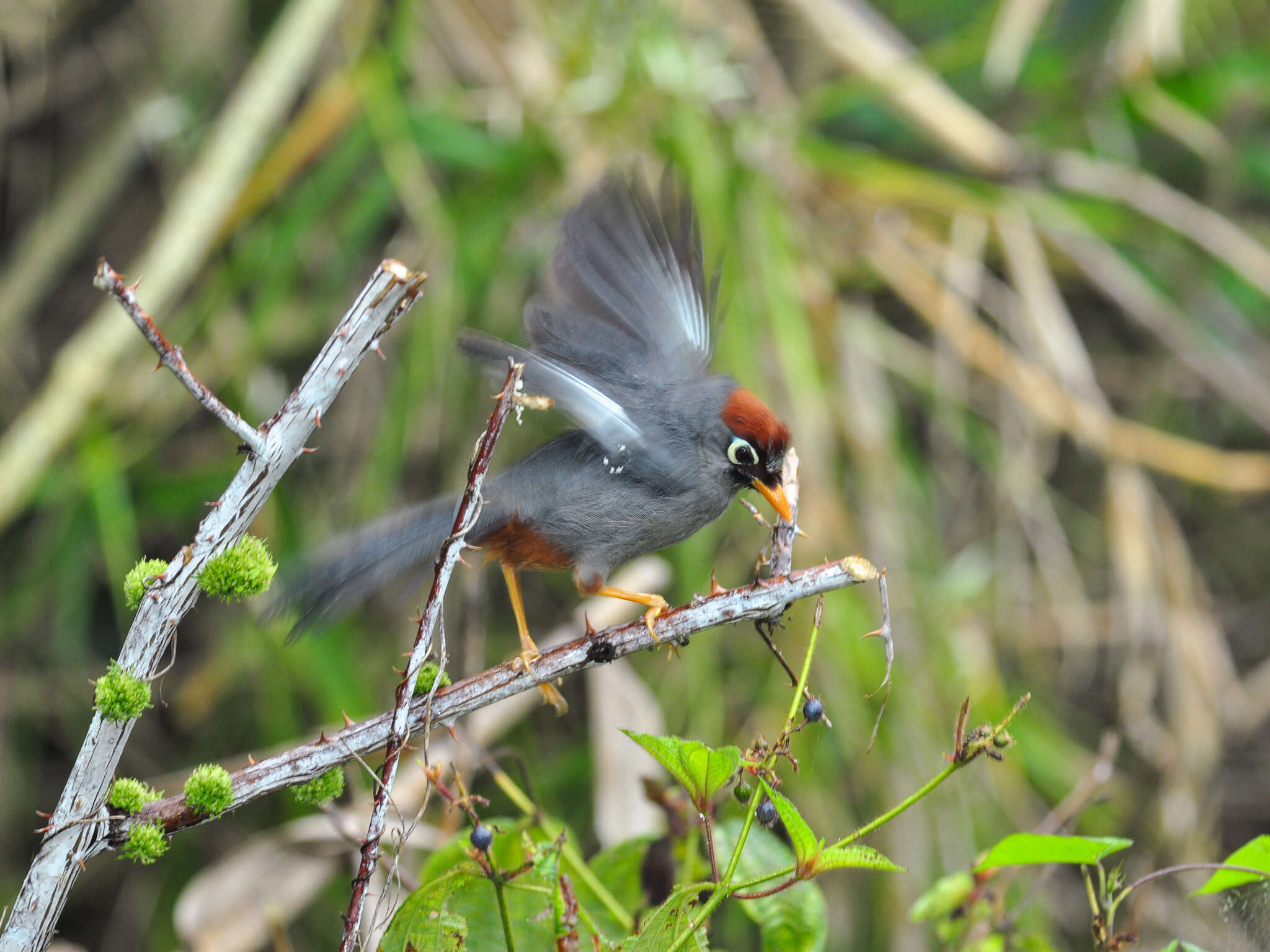 Image of Chestnut-capped Laughingthrush