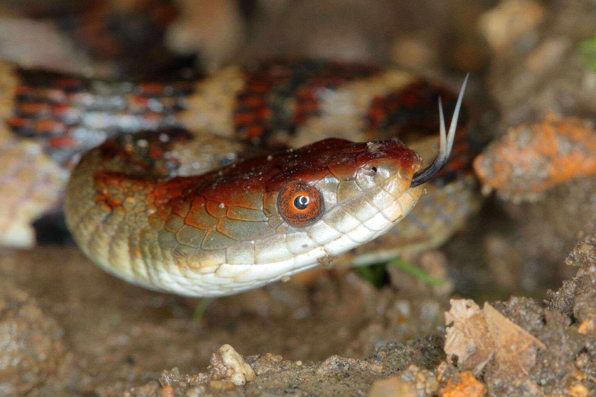 Image of <i>Trimerodytes aequifasciatus</i>