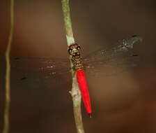 Image of Lyriothemis meyeri (Selys 1878)