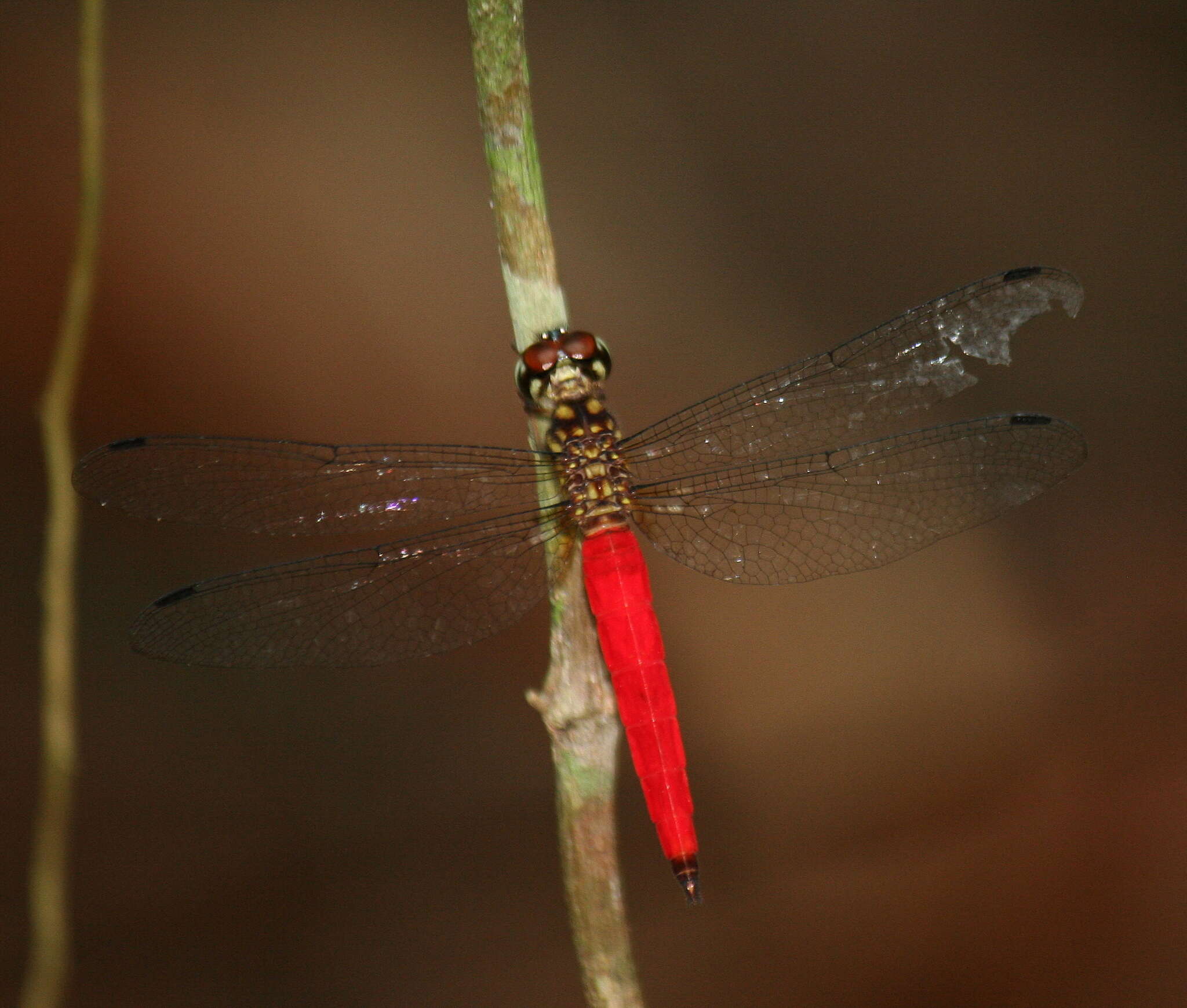 Image of Lyriothemis meyeri (Selys 1878)