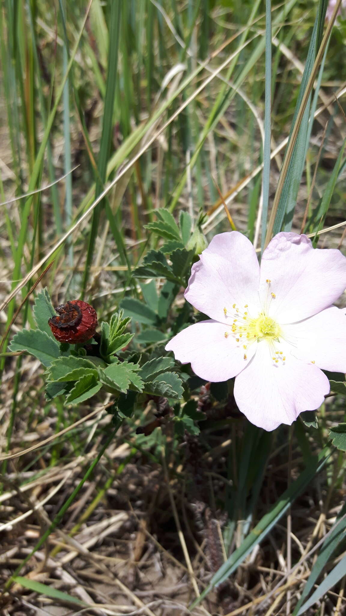 Image of prairie rose