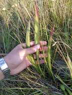 Image of Scorzonera parviflora Jacq.