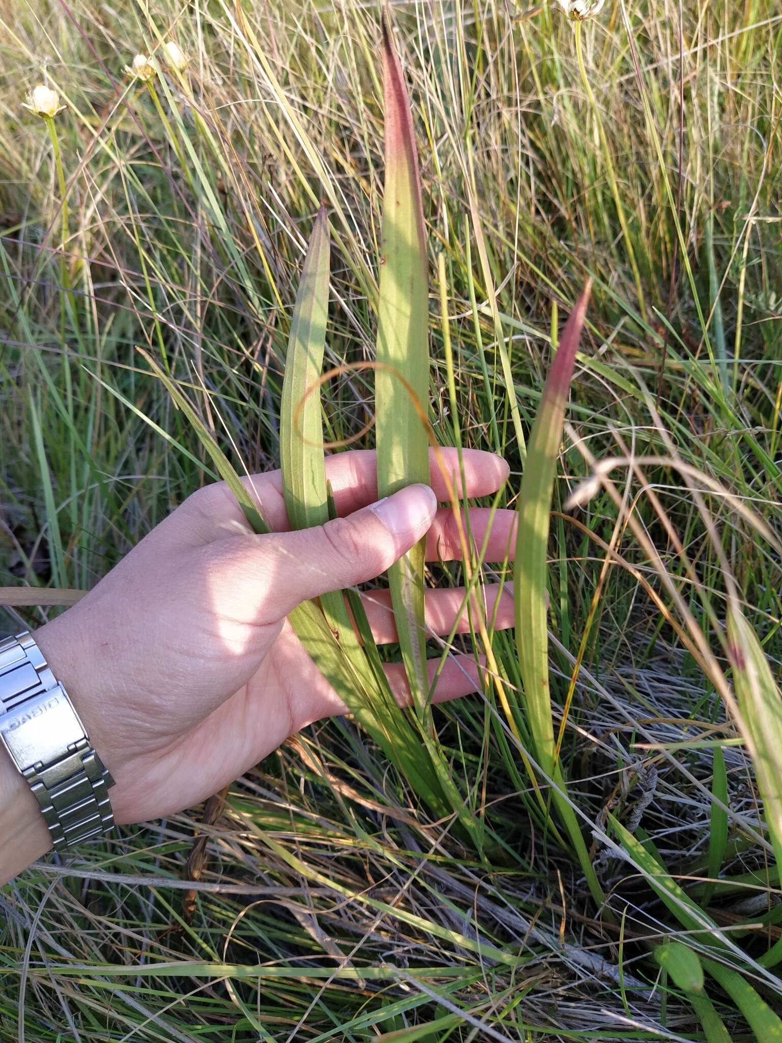 Image of Scorzonera parviflora Jacq.