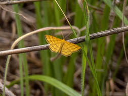 صورة Idaea aureolaria Schiffermüller 1775