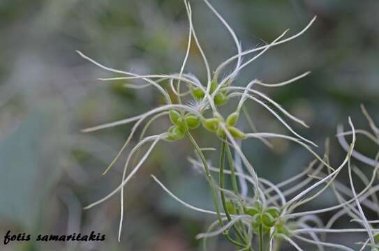 Clematis elisabethae-carolae Greuter resmi