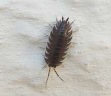 Image of Porcellio obsoletus Budde-Lund 1885