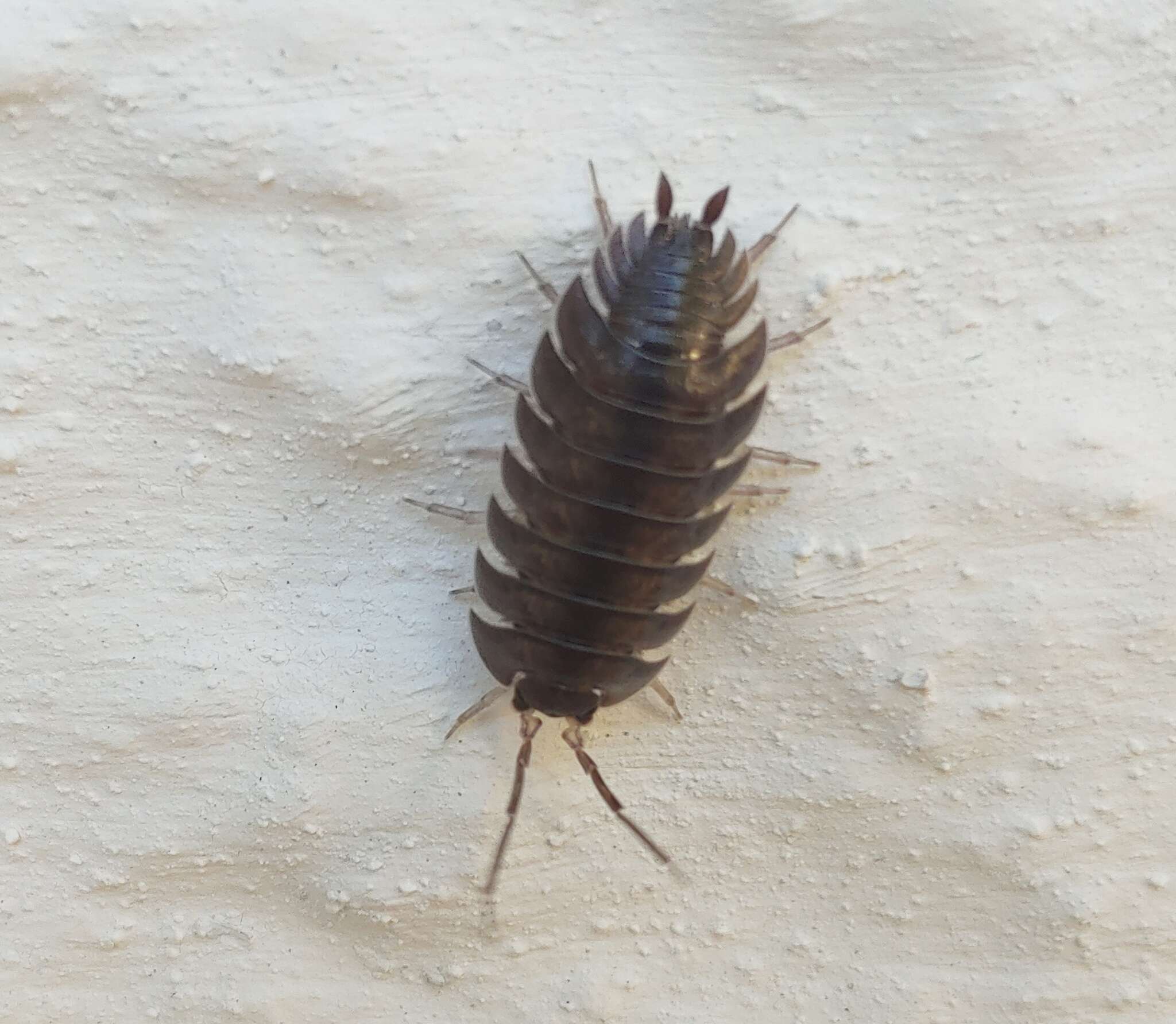 Image of Porcellio obsoletus Budde-Lund 1885