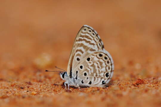 Image of African babul blue