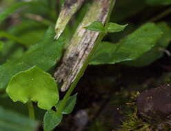 Image of Stellaria flaccida Hook.