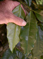 Image of Yellow bean