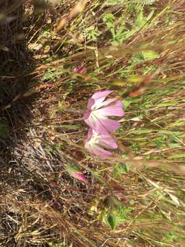 Image of fringed checkerbloom