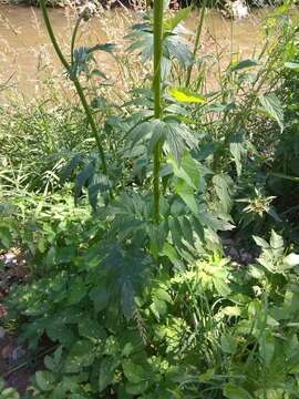 Image of Valeriana excelsa Poir.