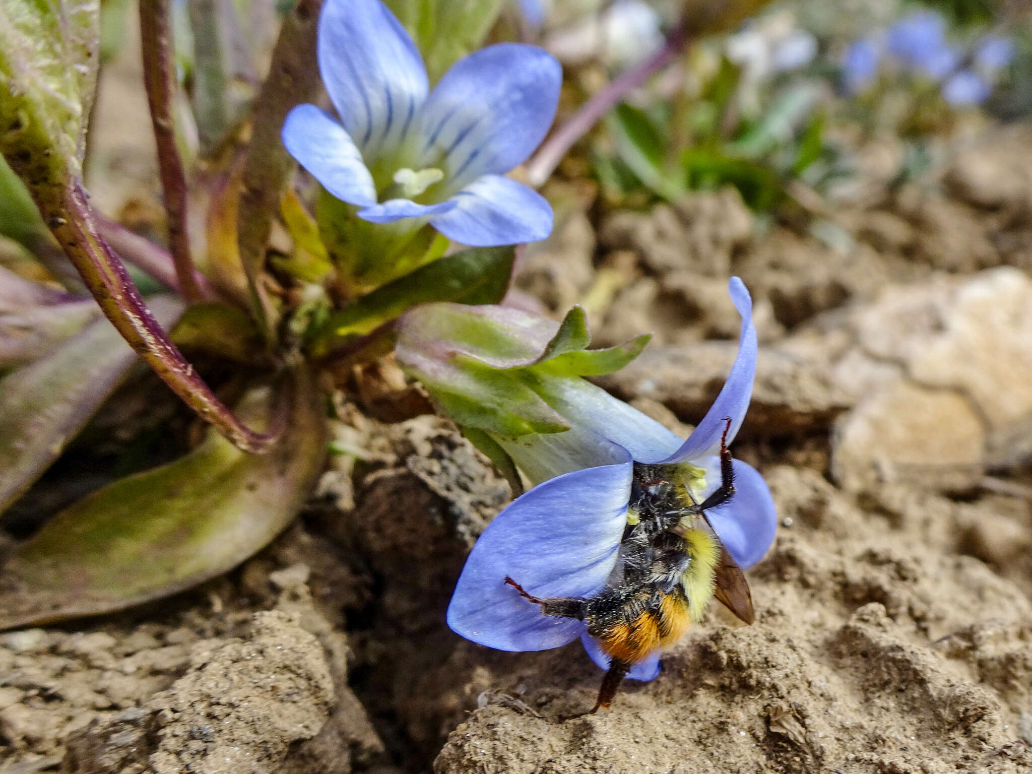 Imagem de Gentianella moorcroftiana (Wall. ex Griseb.) Airy Shaw