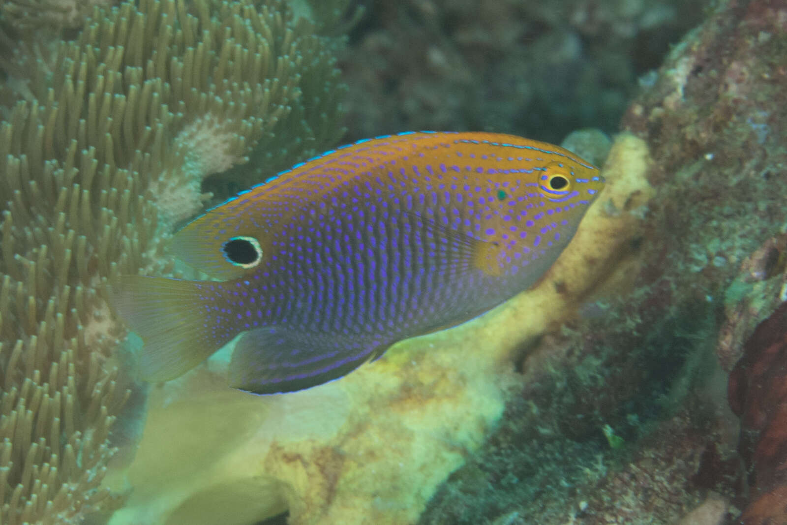 Image of Ocellate damselfish