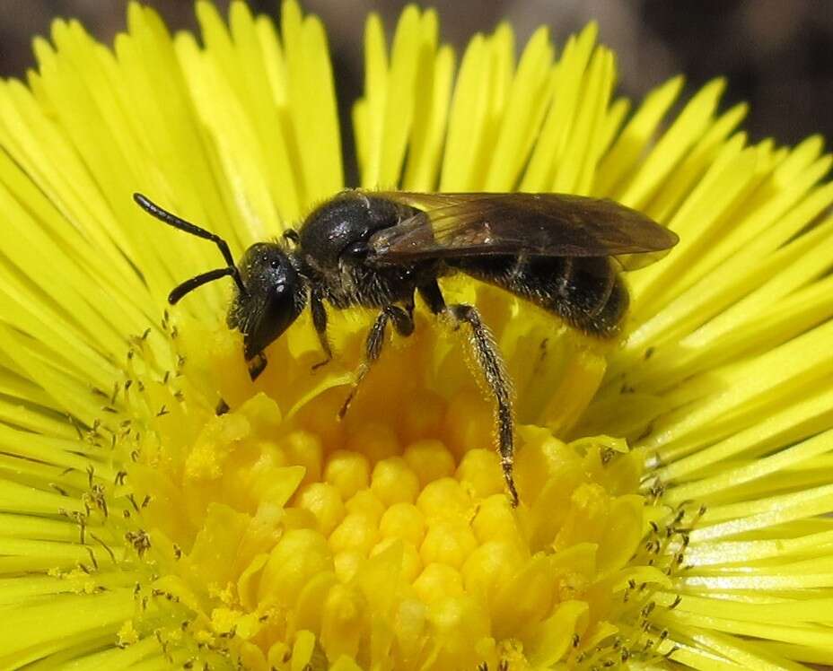 Image de Lasioglossum quebecense (Crawford 1907)