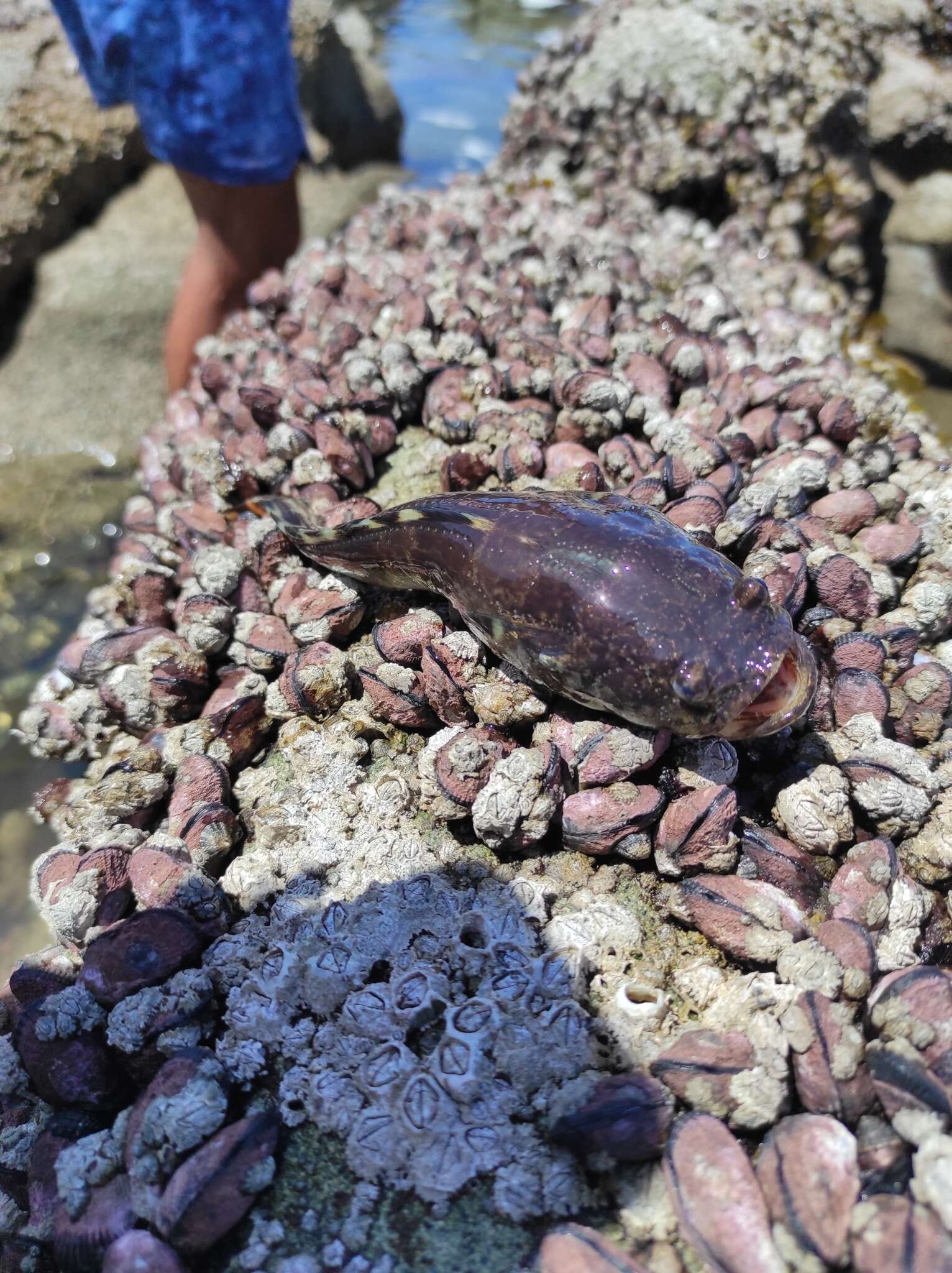 Image of Monkfish