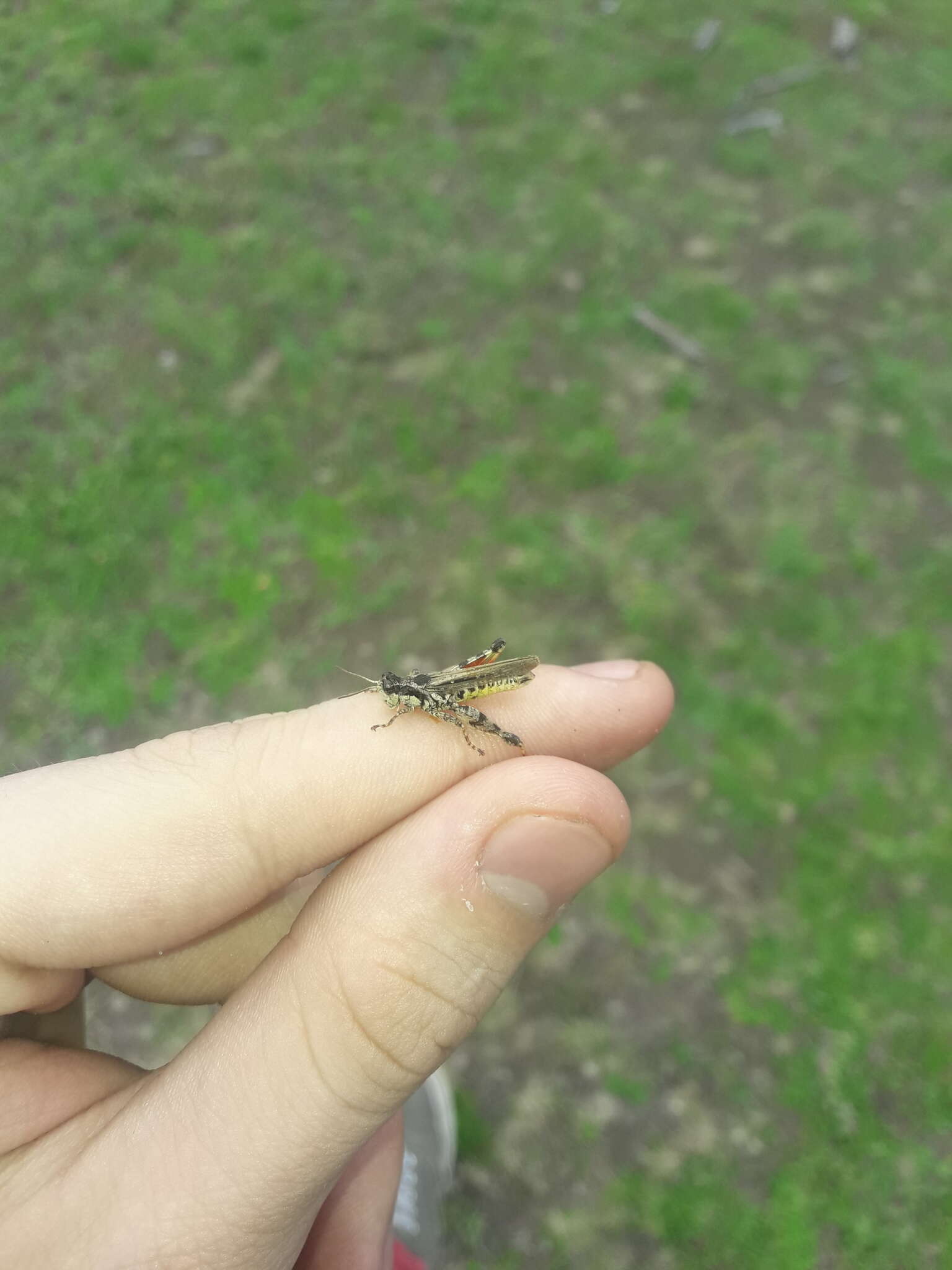 Baeacris punctulata (Thunberg 1824)的圖片