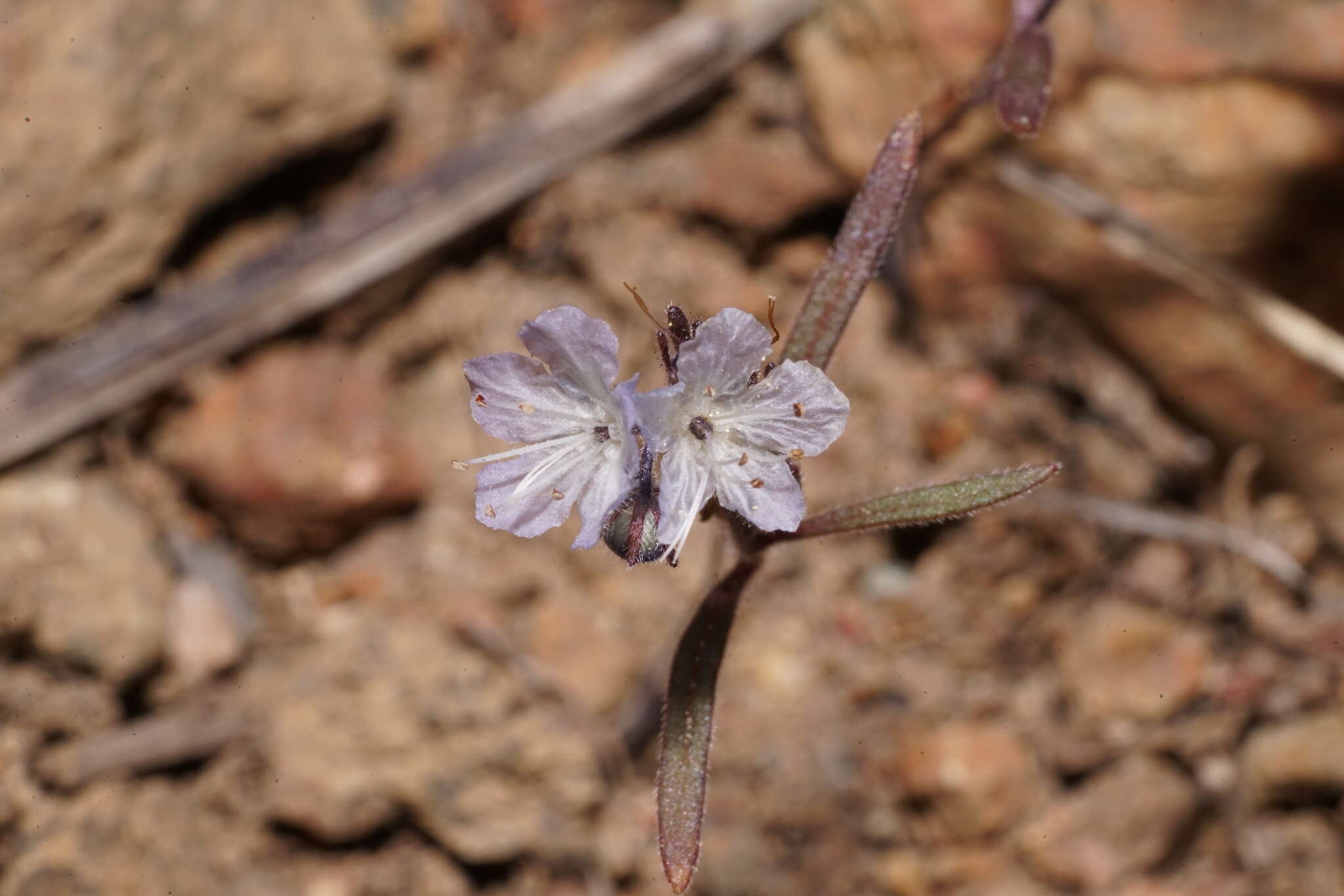 Image de Phacelia pringlei A. Gray