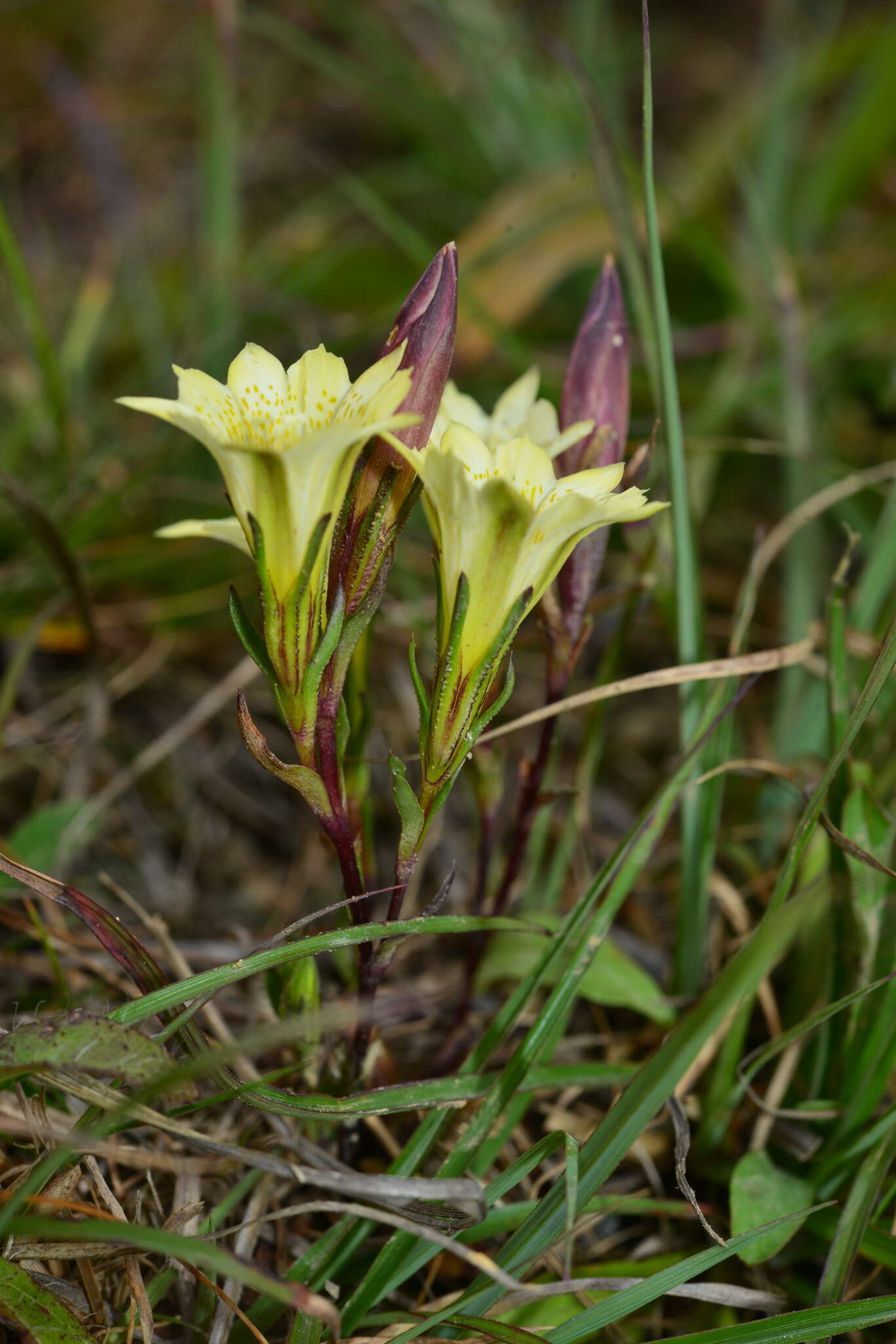 Image of Gentiana itzershanensis T. S. Liu & C. C. Kuo