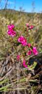 Image of Australian Native Rose