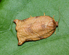 Image of <i>Choristoneura heliaspis</i>
