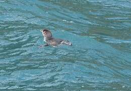 Image of White-flippered Penguin