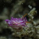 Image of Okenia purpureolineata Gosliner 2004