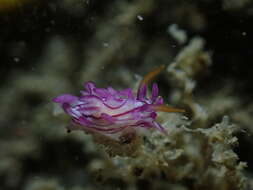 Image of Okenia purpureolineata Gosliner 2004