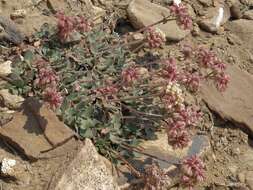 Imagem de Eriogonum umbellatum var. versicolor S. Stokes