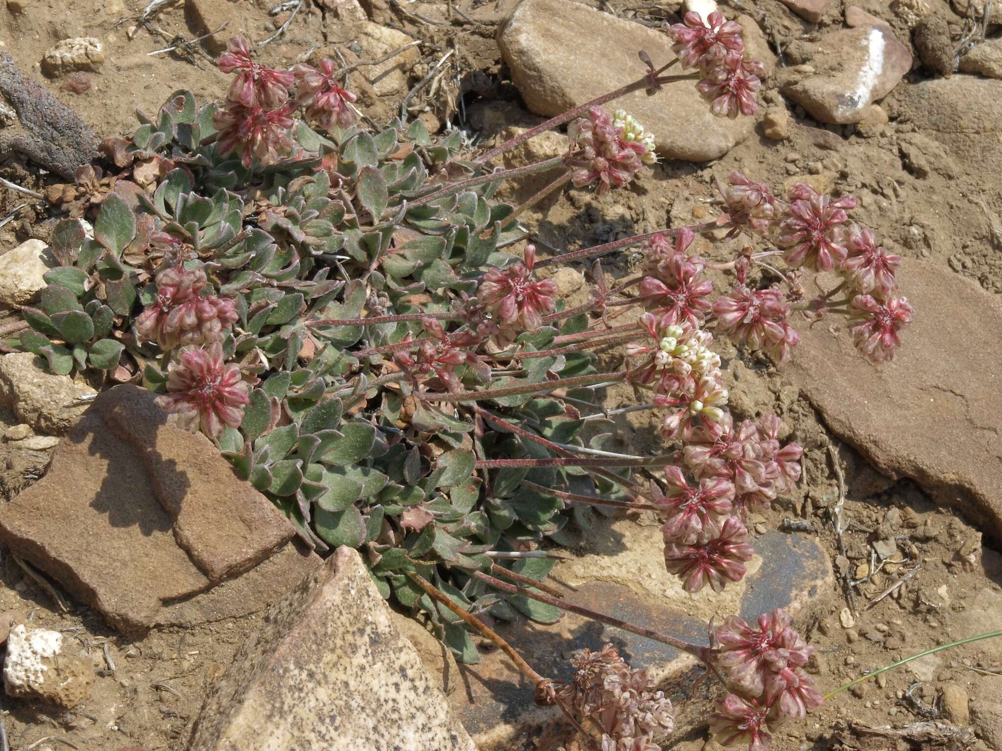 Image of sulphur-flower buckwheat