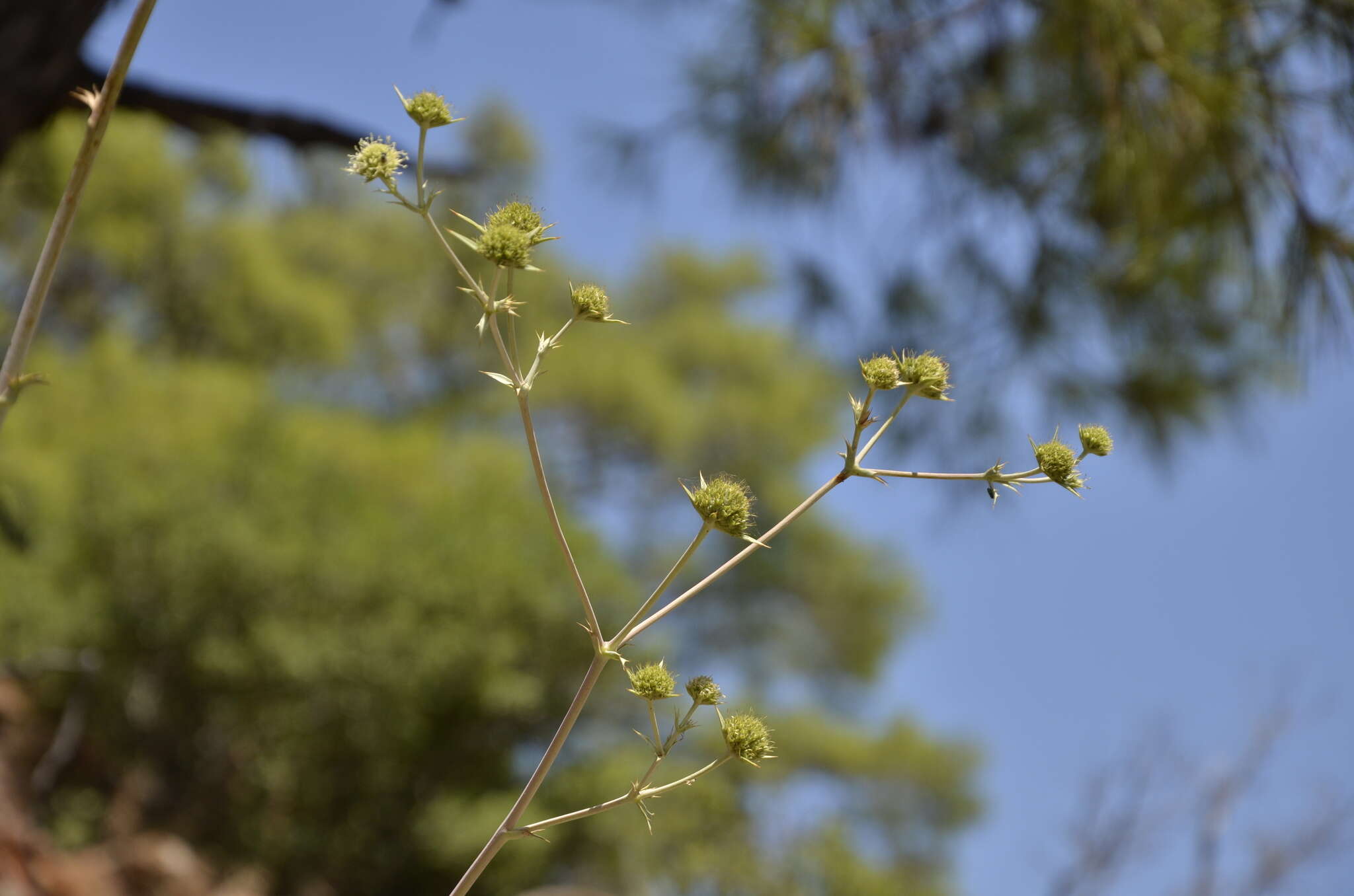 Image of Eryngium thorifolium Boiss.